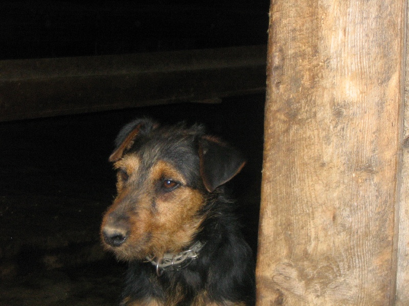 Les Terrier de chasse allemand de l'affixe de la cascade d'Orlier