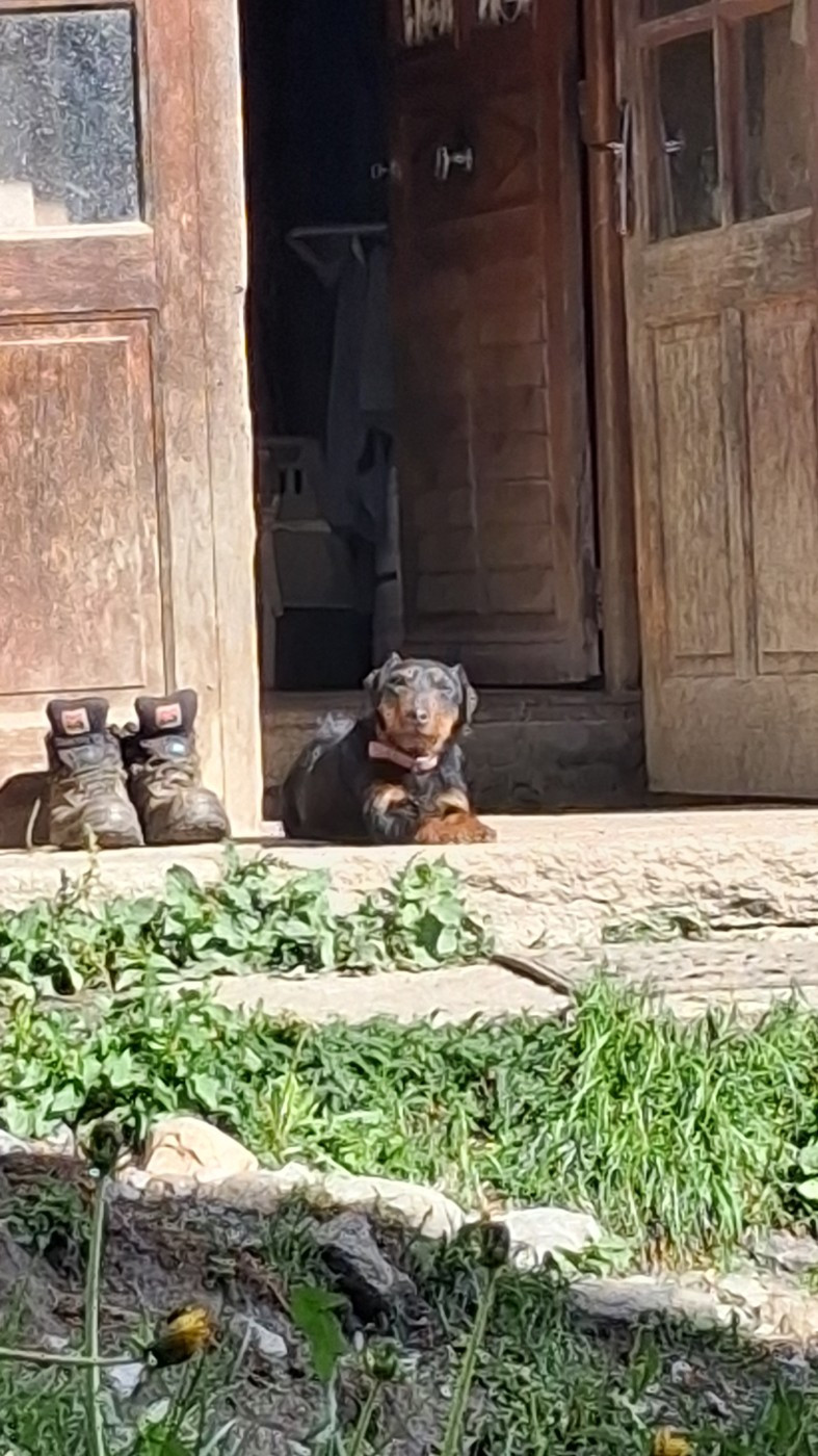 Vipère du domaine d'andey