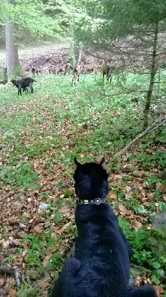 guiness aux troupeaux