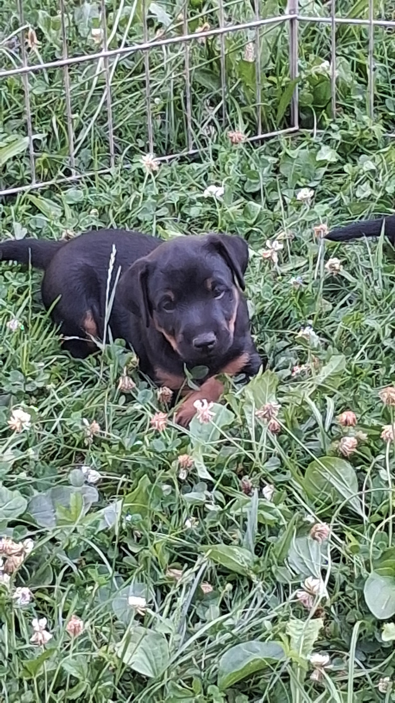 Chiot Terrier de chasse allemand de la cascade d'Orlier