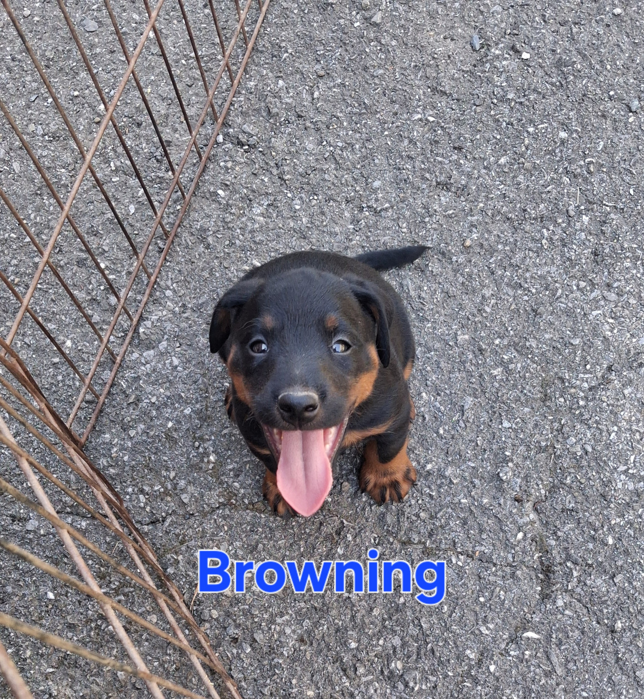 de la cascade d'Orlier - Chiots disponibles - Terrier de chasse allemand