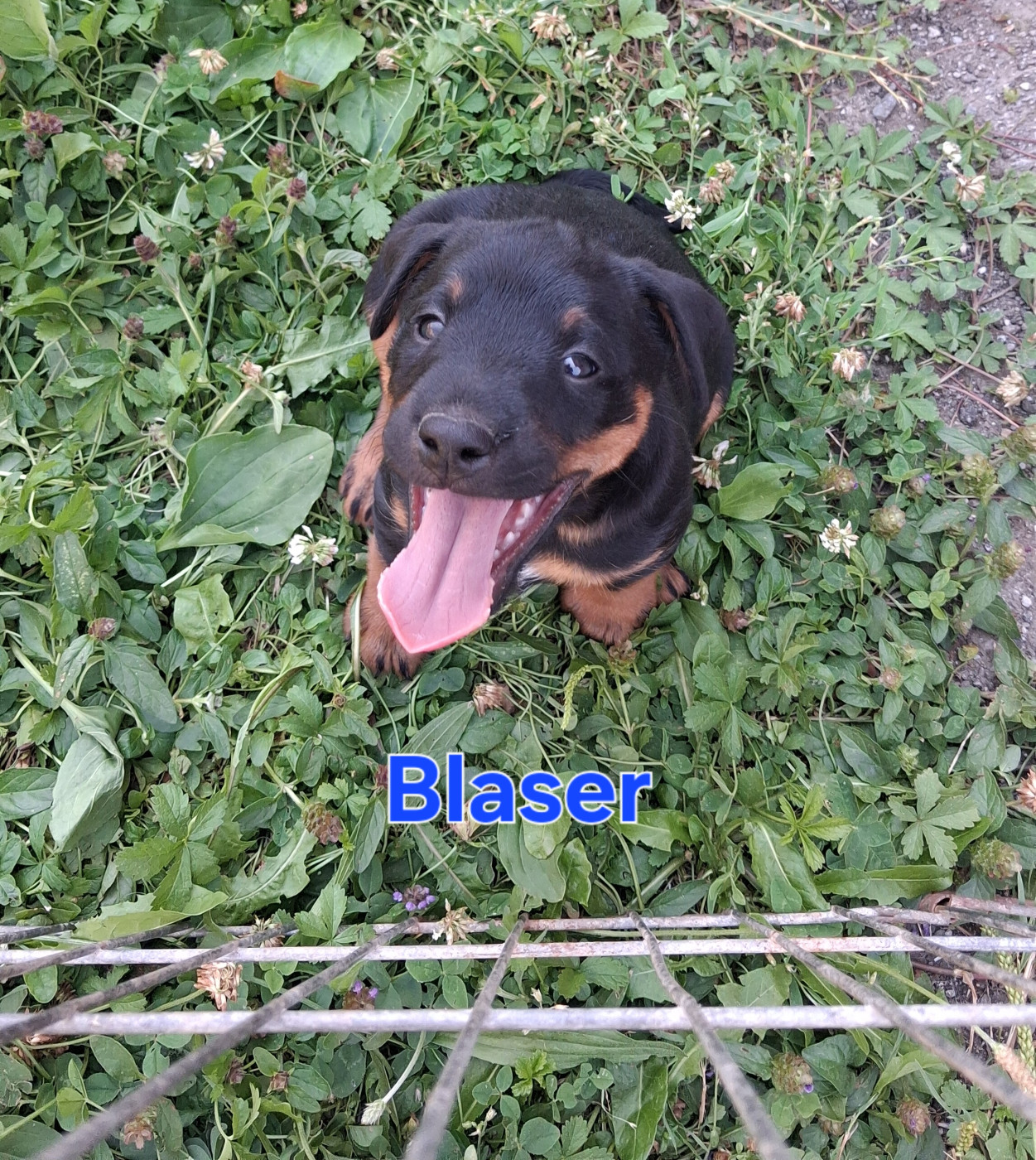 de la cascade d'Orlier - Chiots disponibles - Terrier de chasse allemand