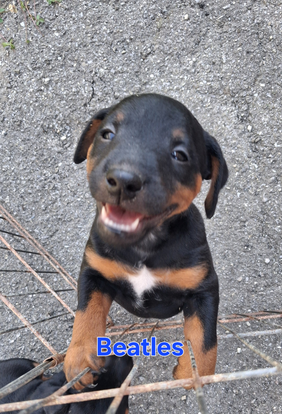 de la cascade d'Orlier - Chiots disponibles - Terrier de chasse allemand