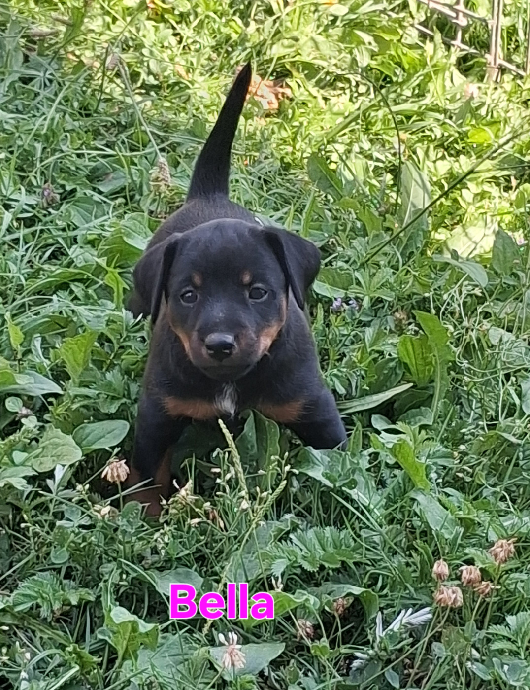 de la cascade d'Orlier - Chiots disponibles - Terrier de chasse allemand