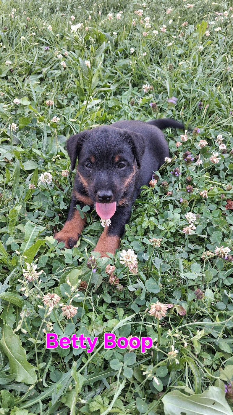 de la cascade d'Orlier - Chiots disponibles - Terrier de chasse allemand