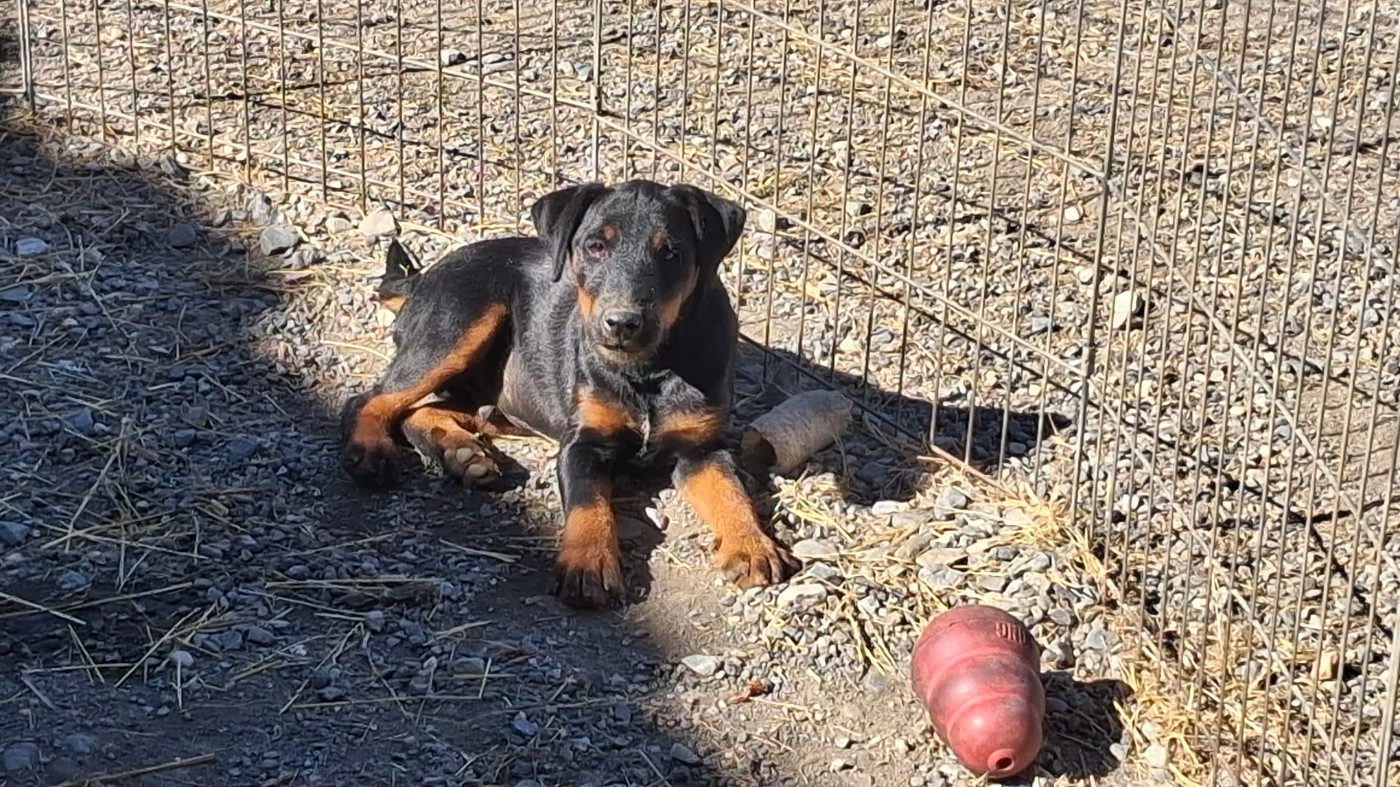 de la cascade d'Orlier - Chiots disponibles - Terrier de chasse allemand