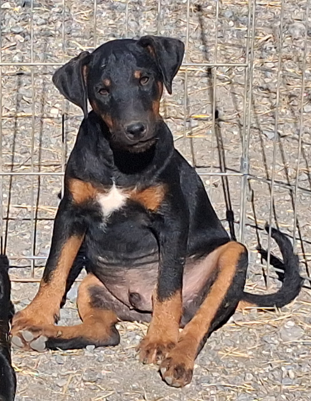 de la cascade d'Orlier - Chiots disponibles - Terrier de chasse allemand