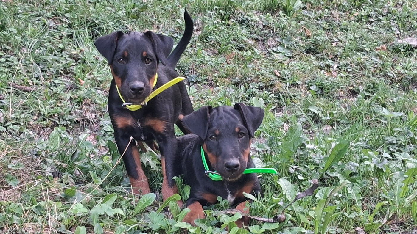 Chiot Terrier de chasse allemand de la cascade d'Orlier