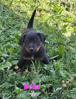 Bella